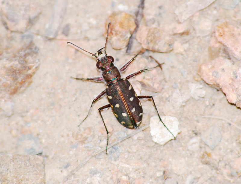 Calomera littoralis fiorii